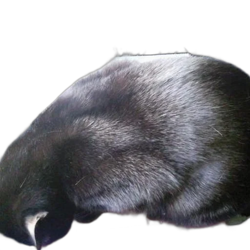 animal, creature, hair, hat transparent PNG cut-out