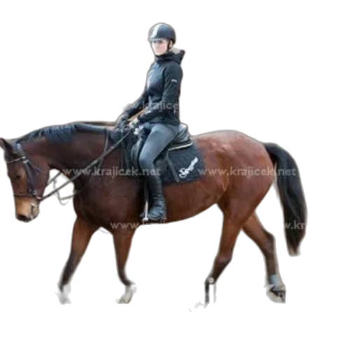 jacket, animal, staff, photorealistic transparent PNG cut-out