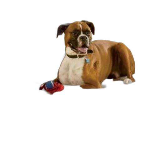 animal, staff, creature, shoes transparent PNG cut-out