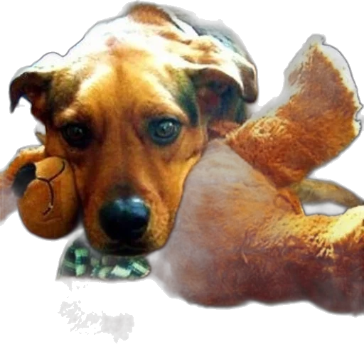 animal, creature, staff, food transparent PNG cut-out