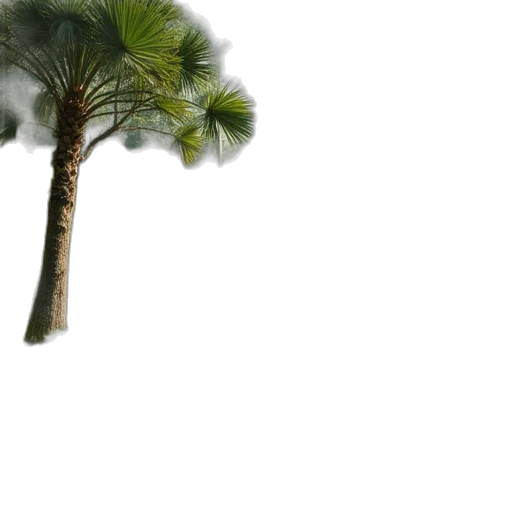 tree, umbrella, weapon, hat transparent PNG cut-out