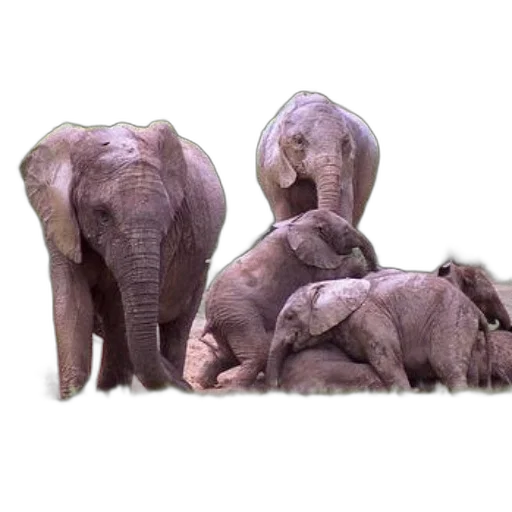 animal, creature, photorealistic, 3d render transparent PNG cut-out