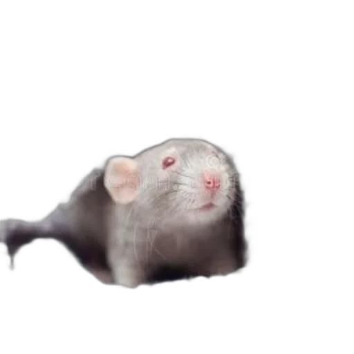 animal, creature, hat, hair transparent PNG cut-out