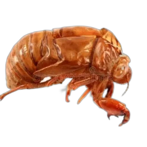 animal, creature, food, hair transparent PNG cut-out