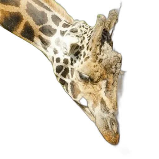 animal, mask, dragon, staff transparent PNG cut-out