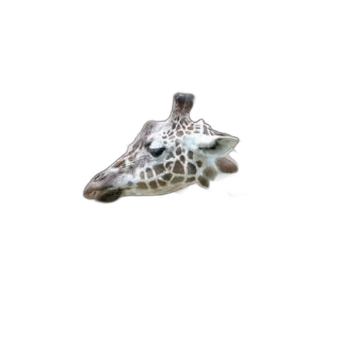 jewelry, shoes, animal, creature transparent PNG cut-out