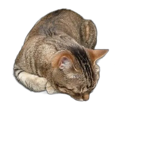 animal, creature, staff, hat transparent PNG cut-out