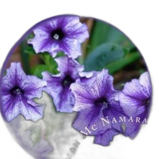 flower, jewelry, photorealistic, 3d render transparent PNG cut-out