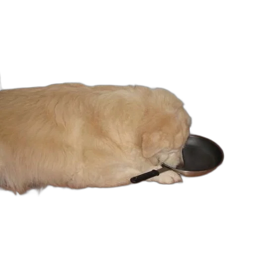 shoes, hat, food, animal transparent PNG cut-out