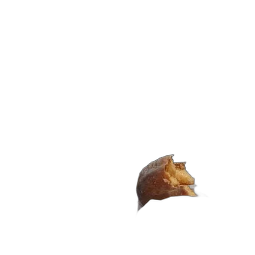 animal, food, crown, hat transparent PNG cut-out