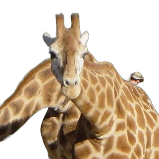 animal, creature, hat, 3d render transparent PNG cut-out