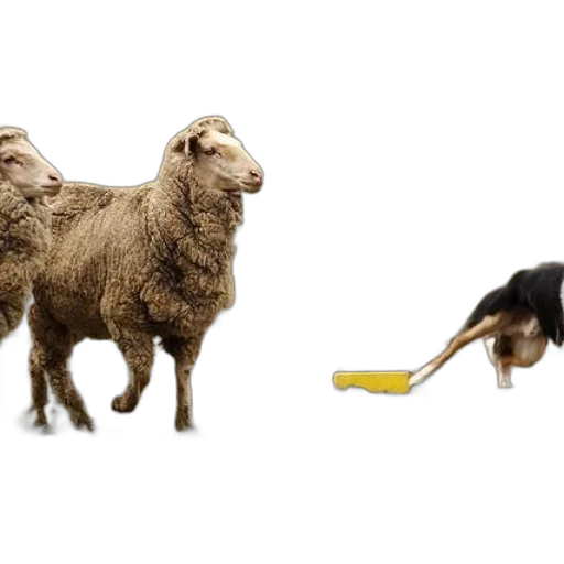 animal, weapon, food, dog transparent PNG cut-out