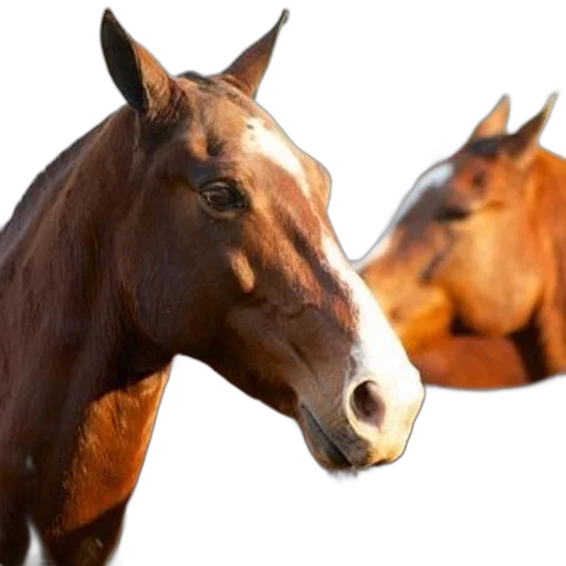 animal, photorealistic, 3d render, two transparent PNG cut-out