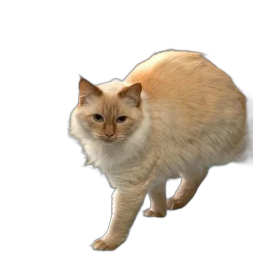 animal, creature, staff, food transparent PNG cut-out