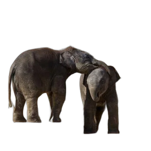 animal, creature, furniture, concept art transparent PNG cut-out