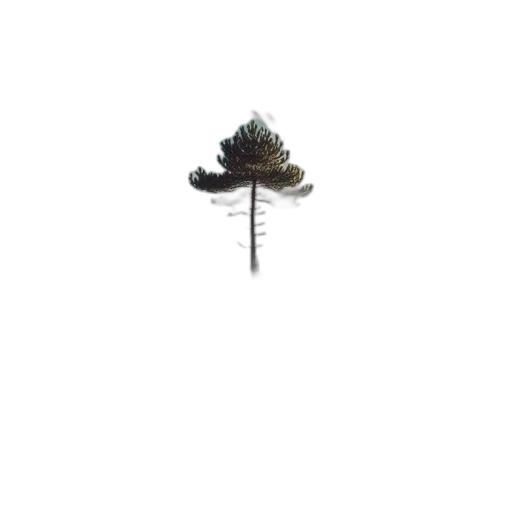 tree, umbrella, hat, crown transparent PNG cut-out