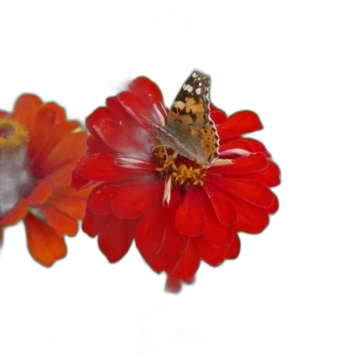 jewelry, flower, crown, animal transparent PNG cut-out