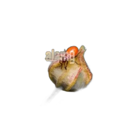 jewelry, food, animal, hair transparent PNG cut-out