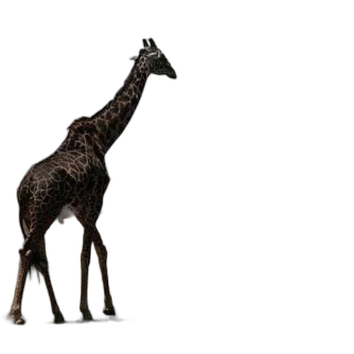 animal, creature, staff, weapon transparent PNG cut-out