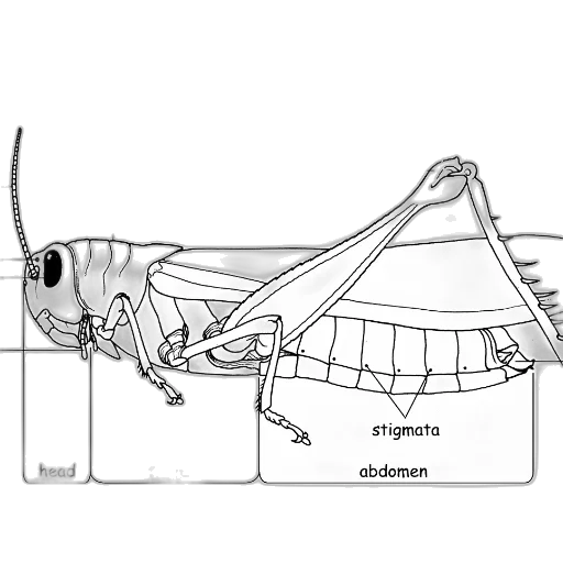 animal, creature, dragon, robot transparent PNG cut-out