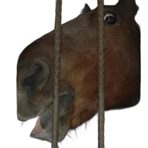 animal, mask, face, staff transparent PNG cut-out