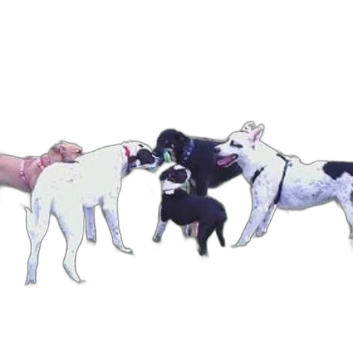 staff, animal, weapon, concept art transparent PNG cut-out