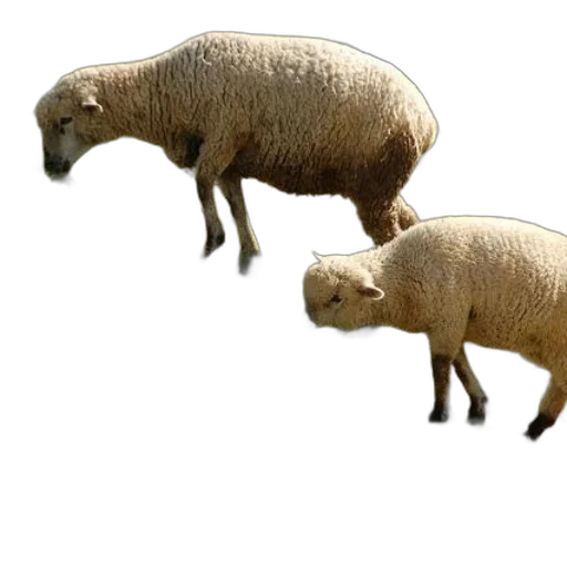 animal, 3d render, concept art, photorealistic transparent PNG cut-out