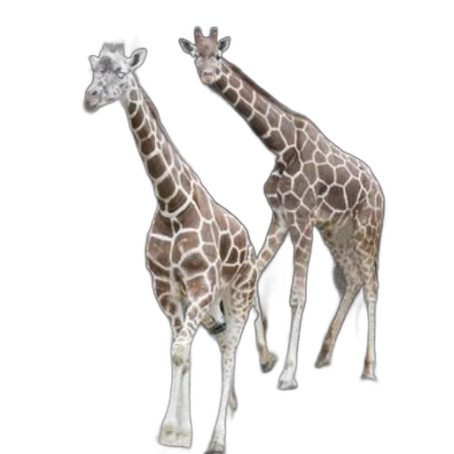 animal, 3d render, concept art, photorealistic transparent PNG cut-out