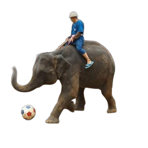 animal, creature, hat, photorealistic transparent PNG cut-out