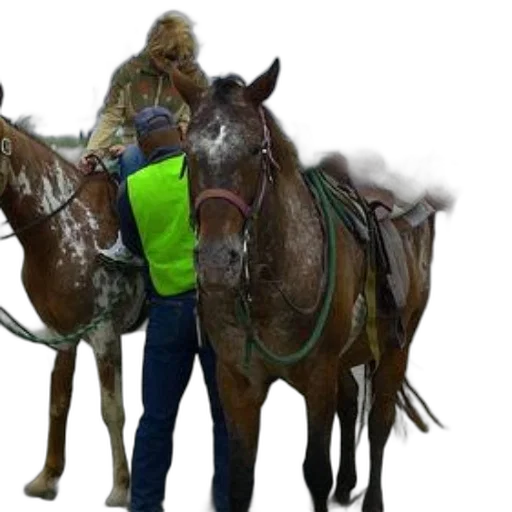 jacket, staff, animal, photorealistic transparent PNG cut-out