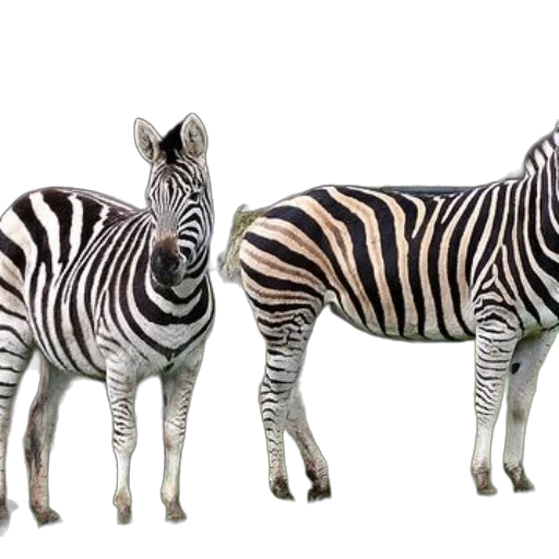 animal, creature, 3d render, photorealistic transparent PNG cut-out