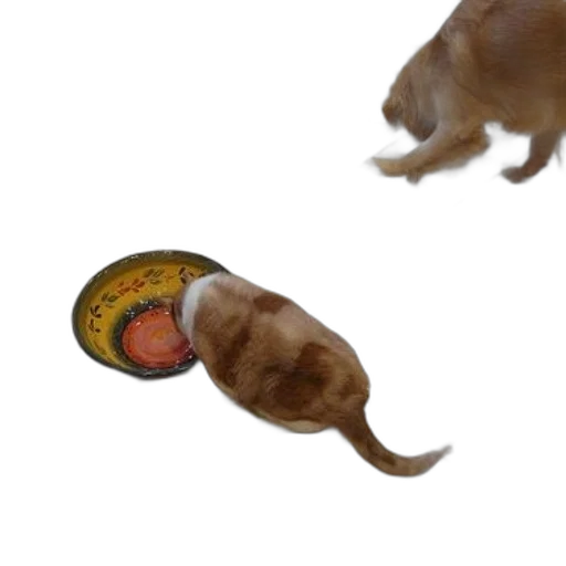 food, animal, weapon, creature transparent PNG cut-out