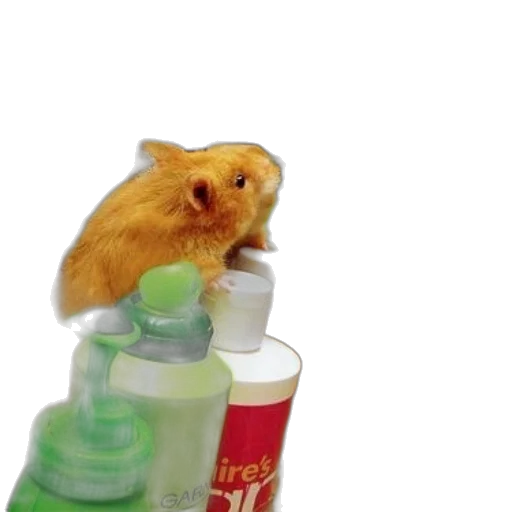 animal, bottle, hair, creature transparent PNG cut-out