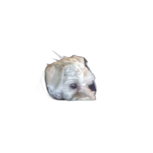 animal, face, creature, hair transparent PNG cut-out