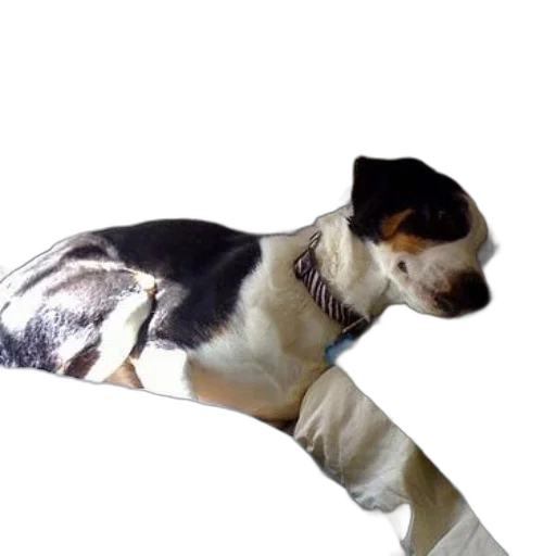 staff, animal, creature, photorealistic transparent PNG cut-out
