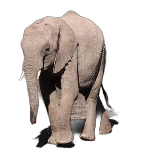 animal, shoes, creature, umbrella transparent PNG cut-out