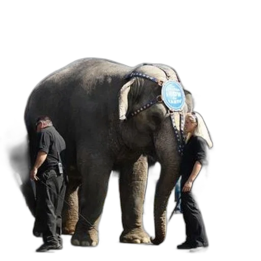 staff, animal, concept art, woman transparent PNG cut-out