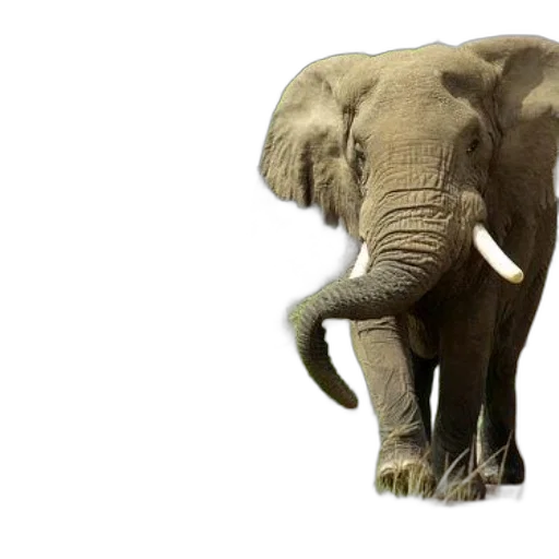 animal, creature, 3d render, photorealistic transparent PNG cut-out