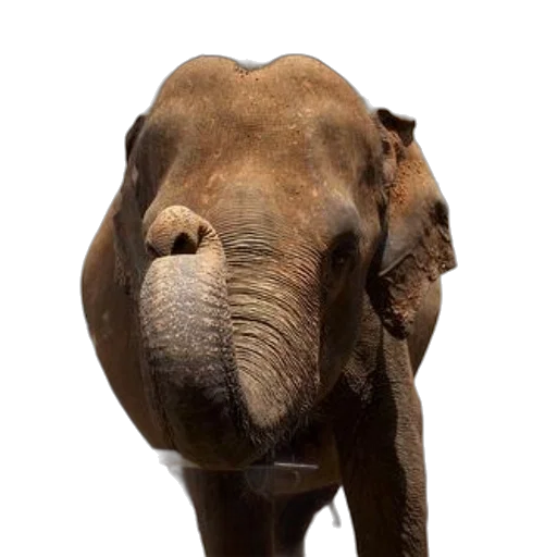 animal, creature, staff, face transparent PNG cut-out