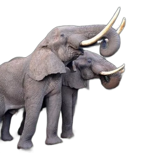 animal, jewelry, 3d render, concept art transparent PNG cut-out