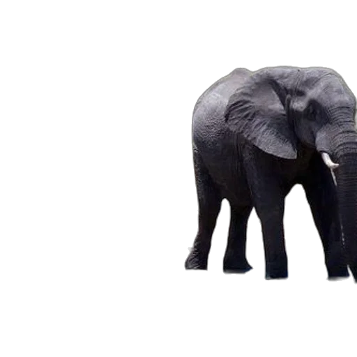 animal, creature, umbrella, weapon transparent PNG cut-out