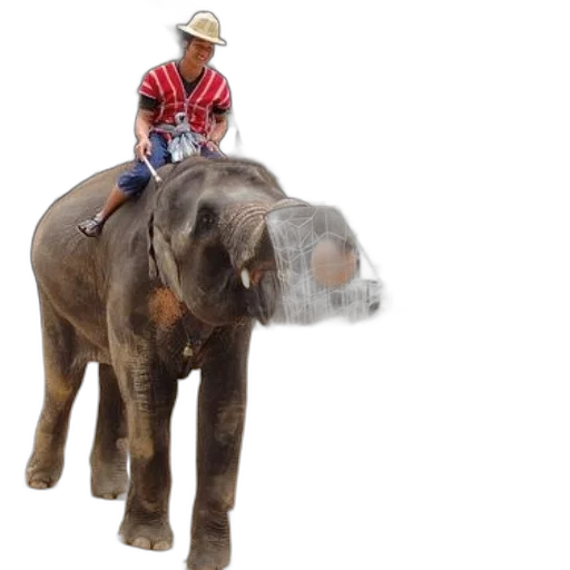 animal, photorealistic, 3d render, person transparent PNG cut-out