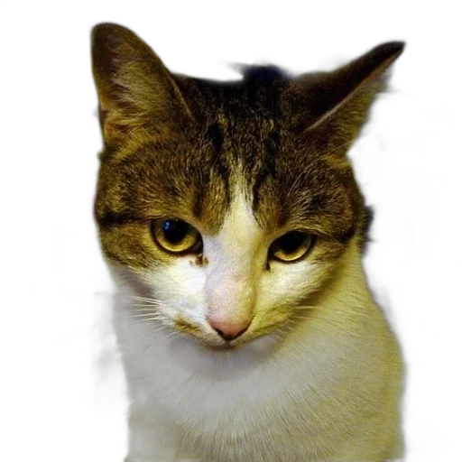 animal, staff, face, creature transparent PNG cut-out