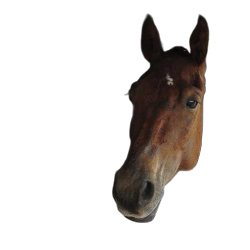 animal, face, hat, mask transparent PNG cut-out