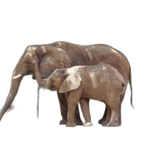 animal, staff, creature, weapon transparent PNG cut-out