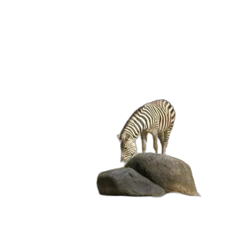 animal, hat, jewelry, furniture transparent PNG cut-out