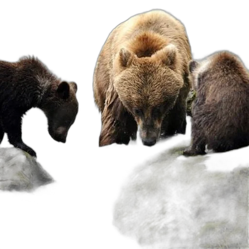 animal, photorealistic, concept art, family transparent PNG cut-out