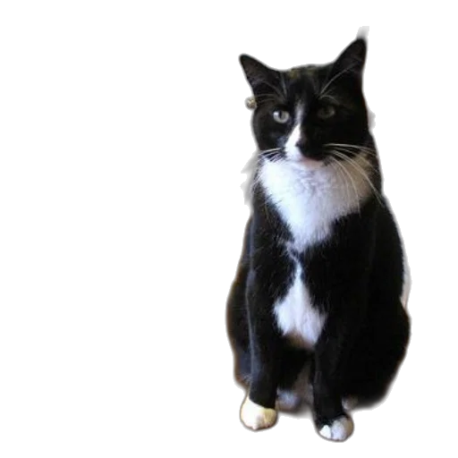 staff, animal, creature, photorealistic transparent PNG cut-out