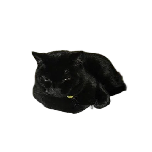 hat, staff, animal, crown transparent PNG cut-out