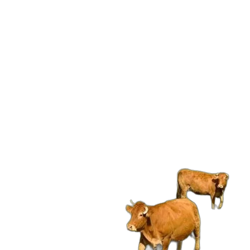 animal, creature, furniture, food transparent PNG cut-out